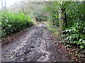 Muddy section of The Serpent Trail 