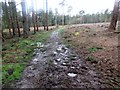 Felled area, Graffham Common