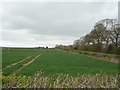 Crop field and hedgerow