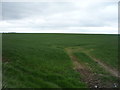 Crop field off the B6461, Harpertoun