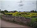 Flowers by the bridge at Hurn Farm