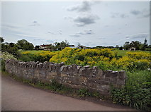 ST4944 : Flowers by the bridge at Hurn Farm by Rob Purvis