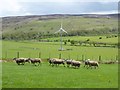 NY9152 : Wind turbine and sheep by Oliver Dixon