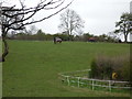 Grazing near Mill Cottage