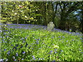 St Issells Church, Saundersfoot - bluebell bank