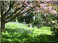 St Issells Church, Saundersfoot - blossom and bluebells