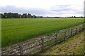 Winter barley, Thorpfield