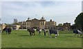 ST8083 : Badminton Horse Trials 2016: hand-grazing by Jonathan Hutchins