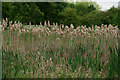 Rushes by the Wetlands