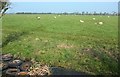 Sheep, Huntspill Moor