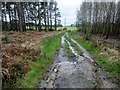 Water on bridleway