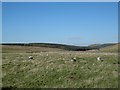 Tups near Middleknowes