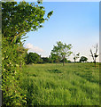 Grassy Meadow at Curbridge