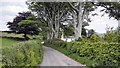 Rural Road to Caradon Town