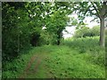 Footpath, Northward Hill Nature Reserve