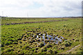 Estuary marshland near Gowerton