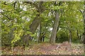 NS5868 : Woodland, Ruchill Park by Richard Webb