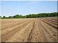 Asparagus field