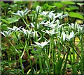 Star-of-Bethlehem (Ornithogalum umbellatum)