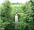 Footbridge over a tributary of the River Chet