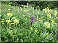SH8078 : Tegerian a Briallu Mair / Orchid and Cowslips by Ceri Thomas