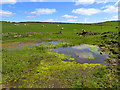 SJ9891 : Pond near Ernocroft Farm by Mick Garratt