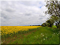 Edge of rapeseed field alongside Soursike Gill