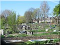 Enfield Playing Fields CA Allotments (3)