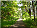 Path in Swinley Forest