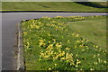 TL0148 : Cowslips on the verge, Box End Park by N Chadwick