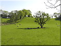 Tree in a field, Fernaghandrum