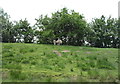 Sheep on flood bank