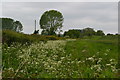 Field beside the road at North Allenford Farm