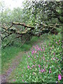 Footpath and fallen tree near Gellifawr