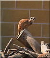 On patrol: resident meerkat in the animal husbandry section, Bishop Burton College