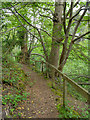 Footpath, Branksome Dene