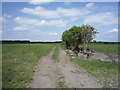 Farm track east of Anthorn