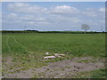 Farmland east of Anthorn