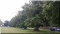 Trees on Ham Common