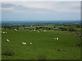 Ewes and lambs grazing at Pl?s-drain