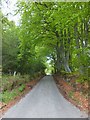 NH5844 : Beech trees flanking the road above Lentran by Alpin Stewart