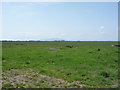 Grazing near Salt Coates