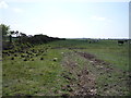 Grazing and hedgerow