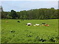 Grazing suckler cows and calves