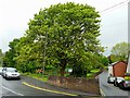 Lime tree on the corner