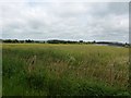 Field on the Fringes of Armthorpe