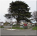 SS8377 : Dominant tree, Pine Close, Porthcawl by Jaggery