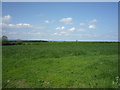 NY2657 : Grassland off the B5307 by JThomas