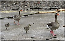 TQ2676 : Geese, Battersea by Derek Harper