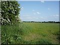 Crop field and hedgerow, Bunkershill